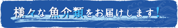 様々な魚介類をお届けします